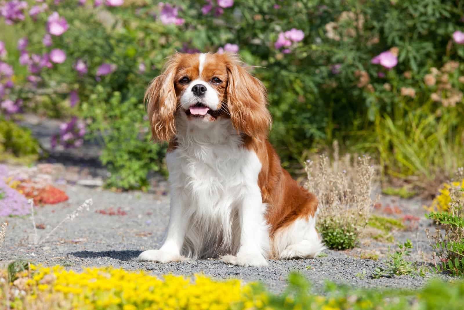 Portrait of lovely Cavalier King Charles Spaniel