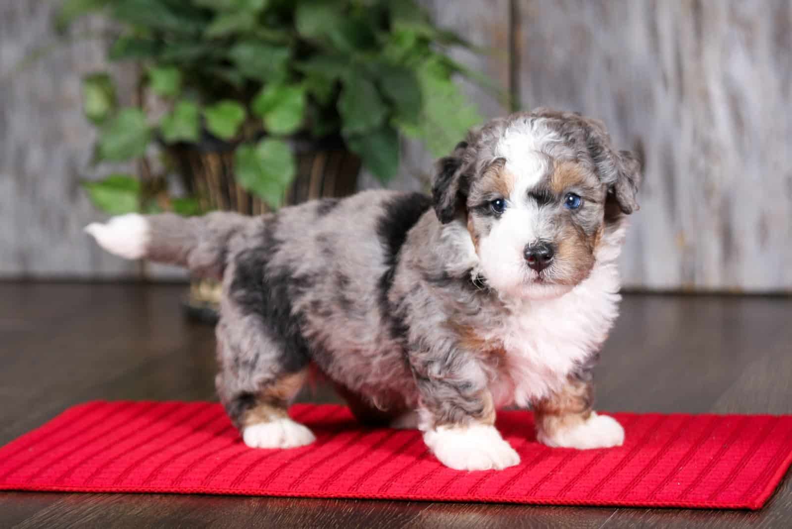 portrait of Mini Bernedoodle