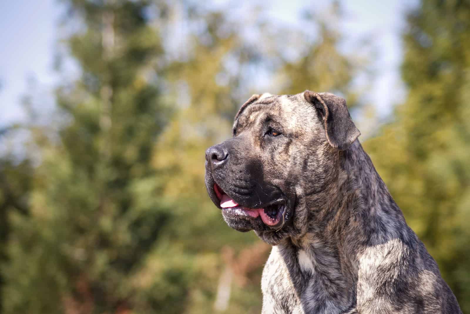 portrait of presa canario