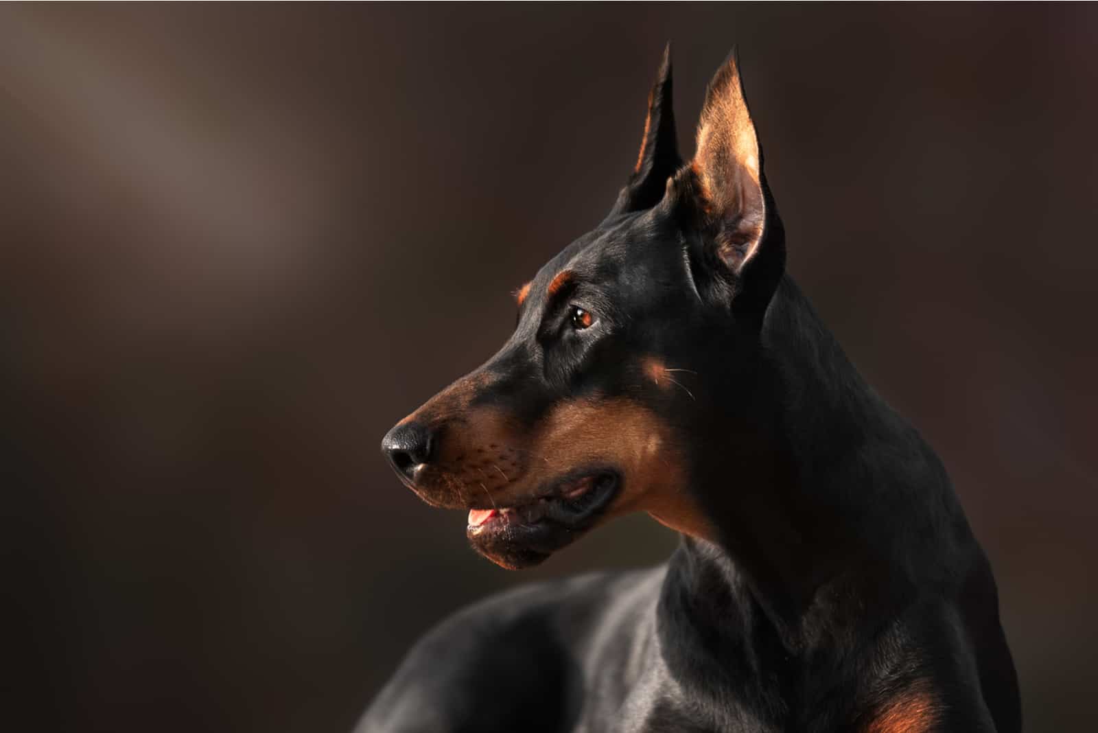 Portrait of purebred doberman pinscher