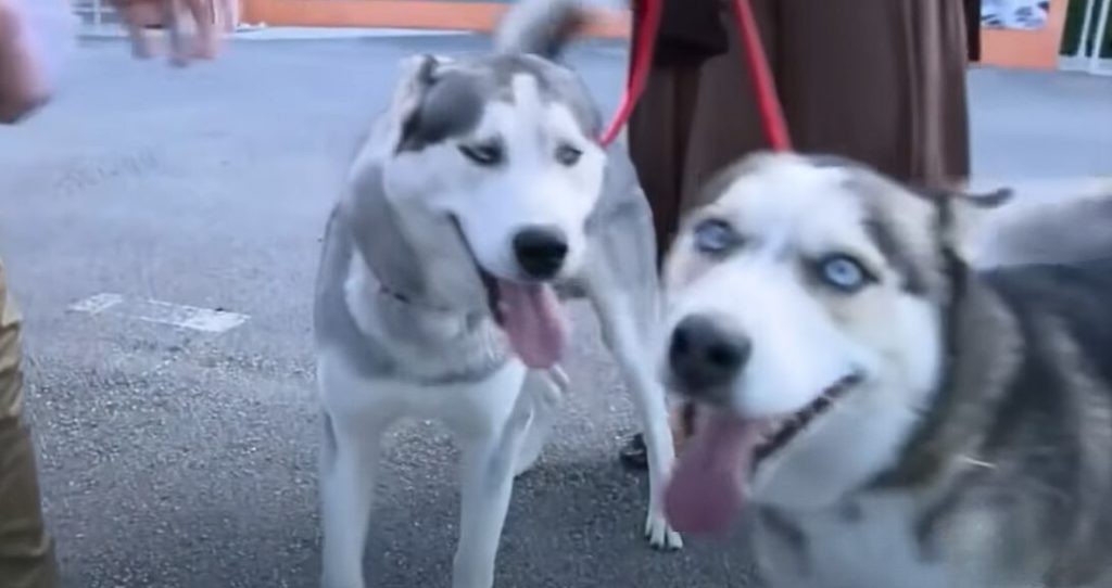 portrait of two cute husky puppies