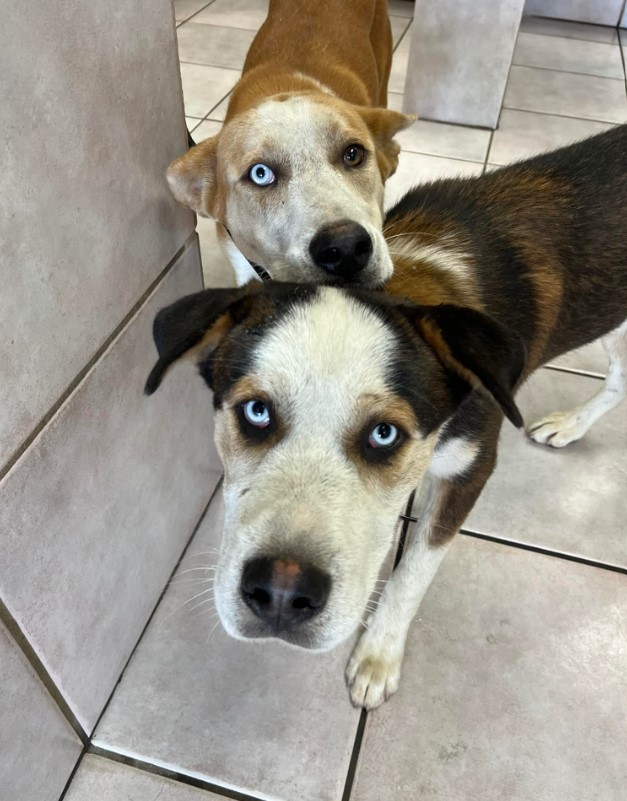 portrait of two rescued dogs looking at the camera