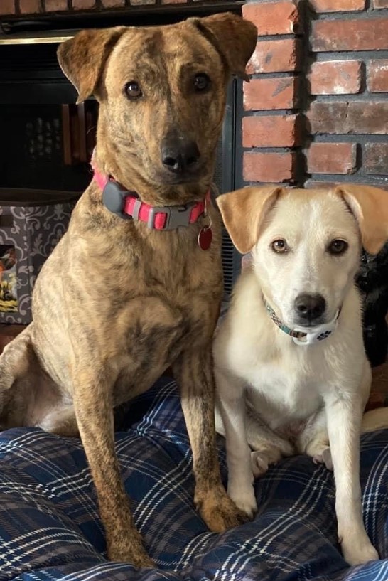 portrait of two rescued dogs