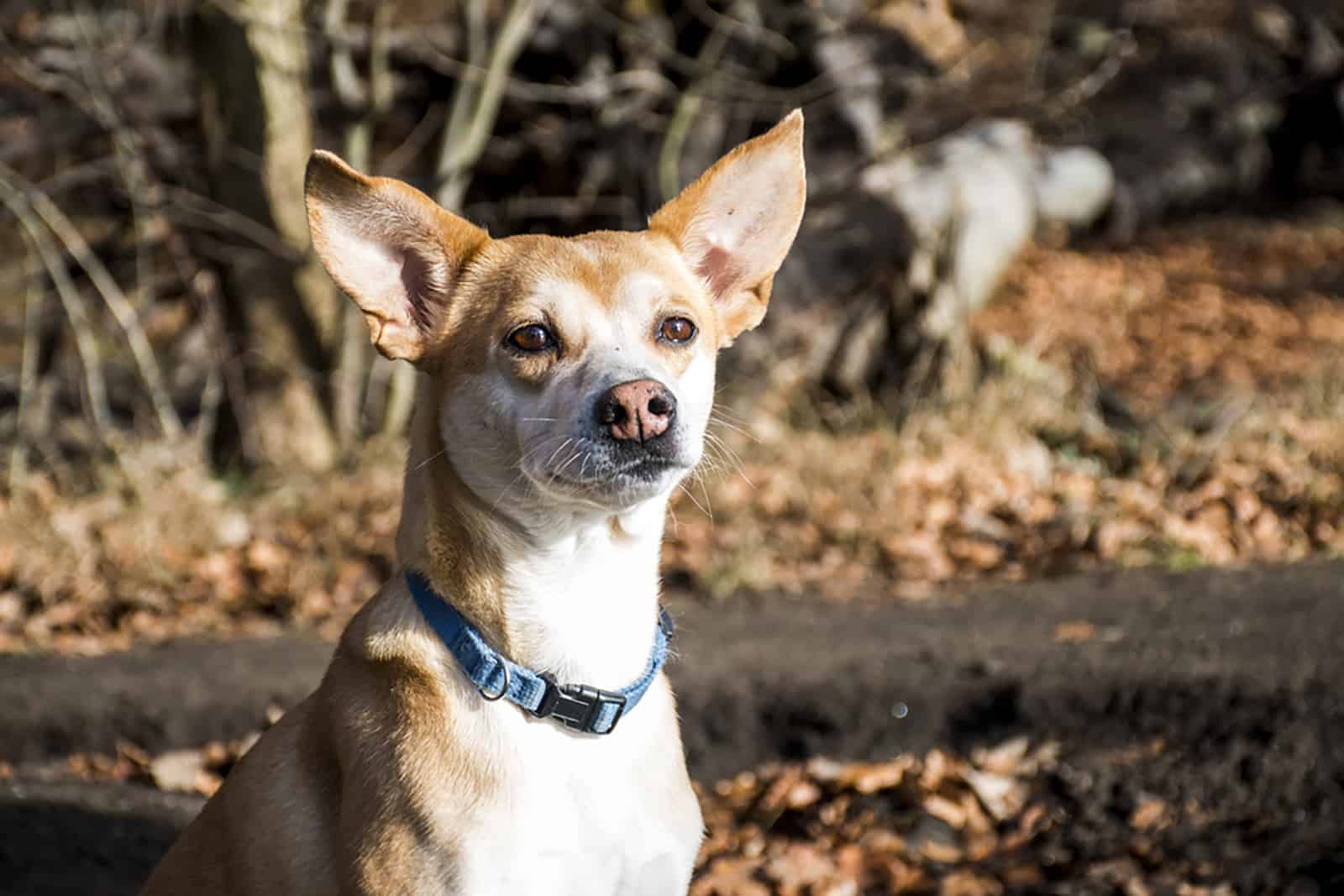 Portuguese Podengo dog outdoors