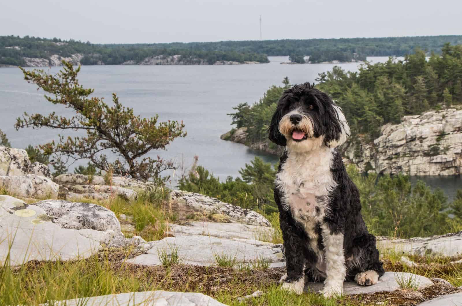 Portuguese Water Dog