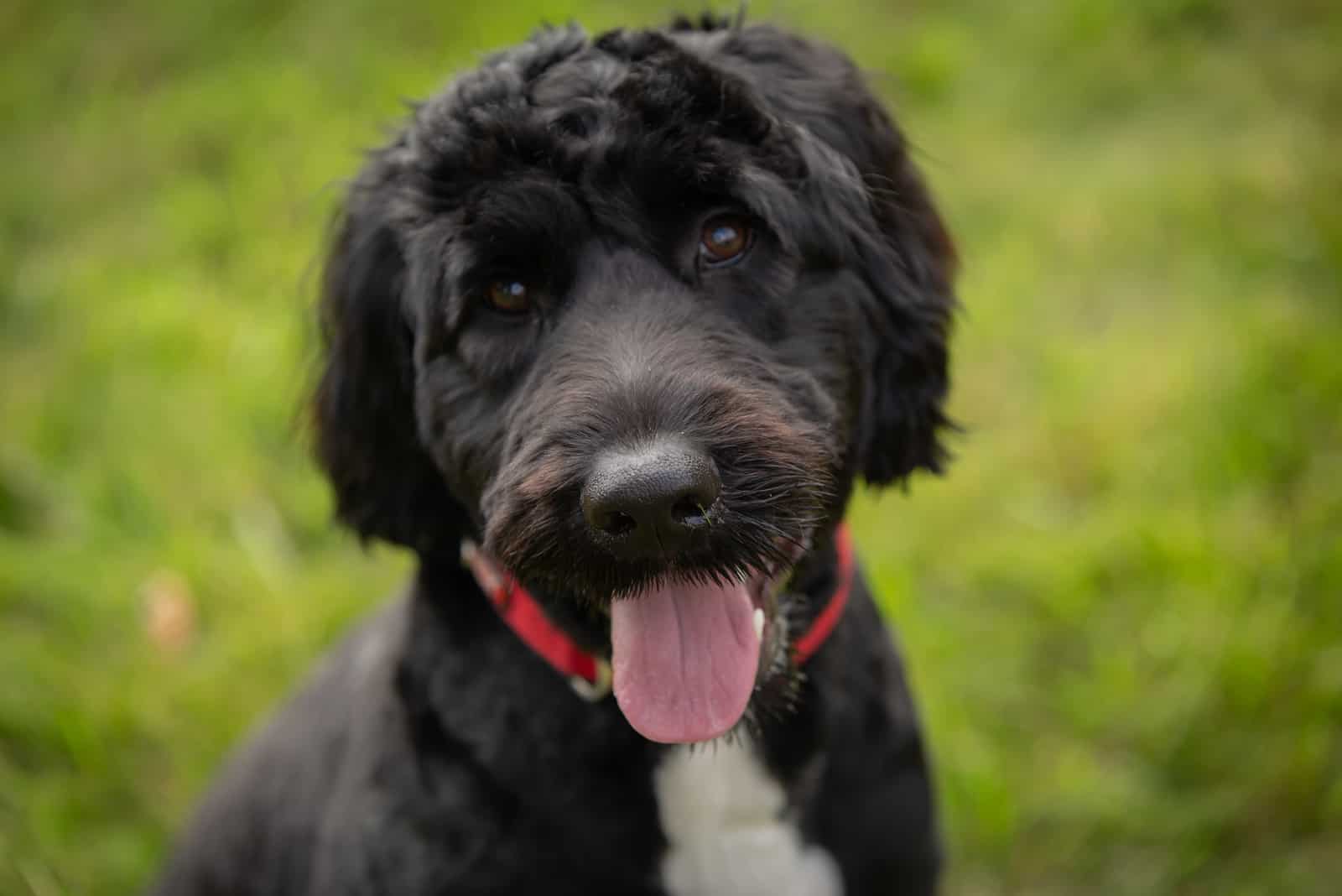 Portuguese water dog close up