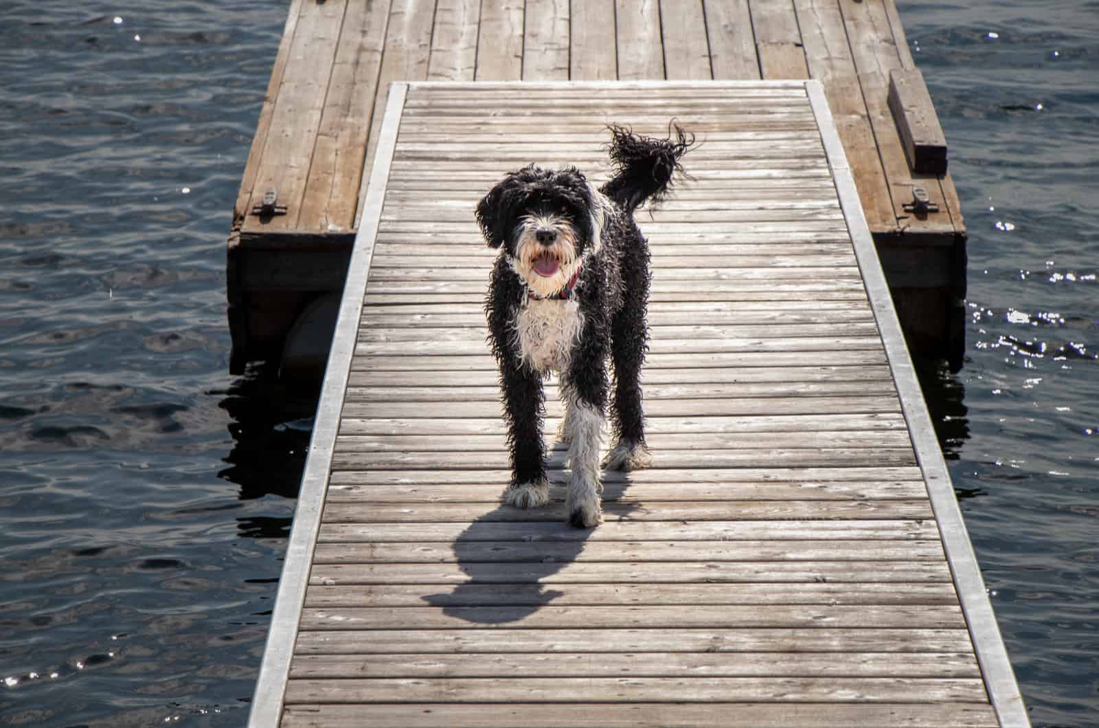 Portuguese Water stands on the pier