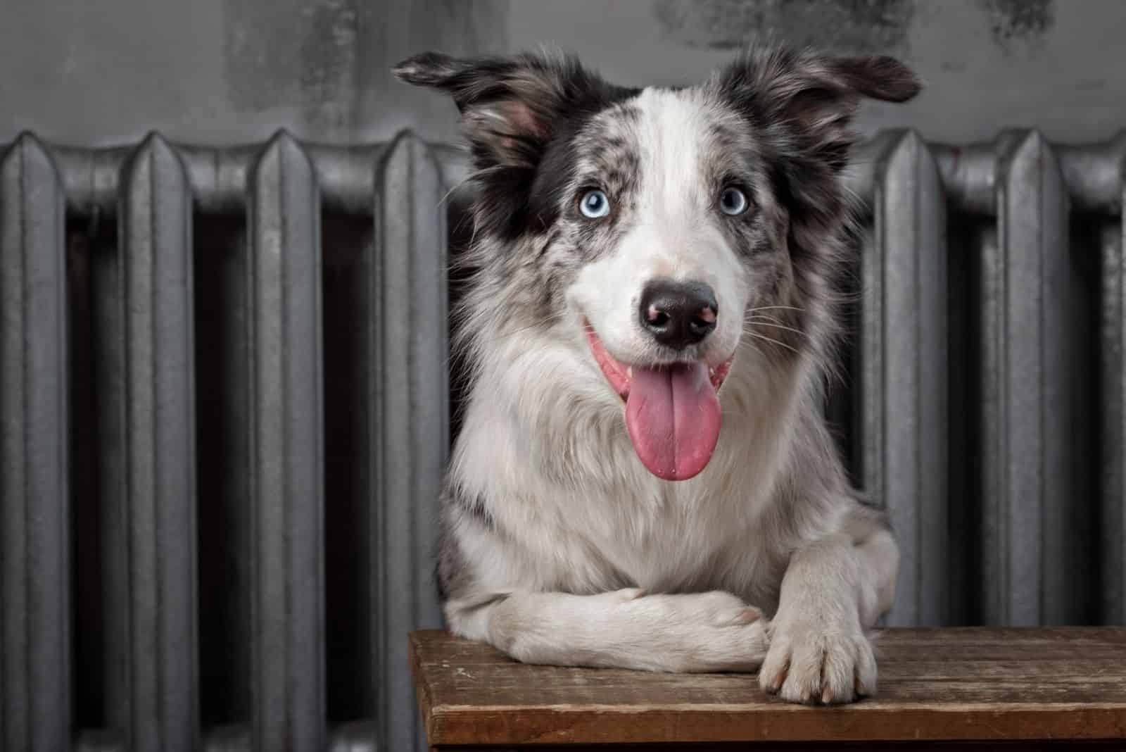 posing blue merle collie dog inside the studio