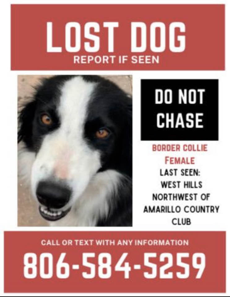 poster of the lost dog