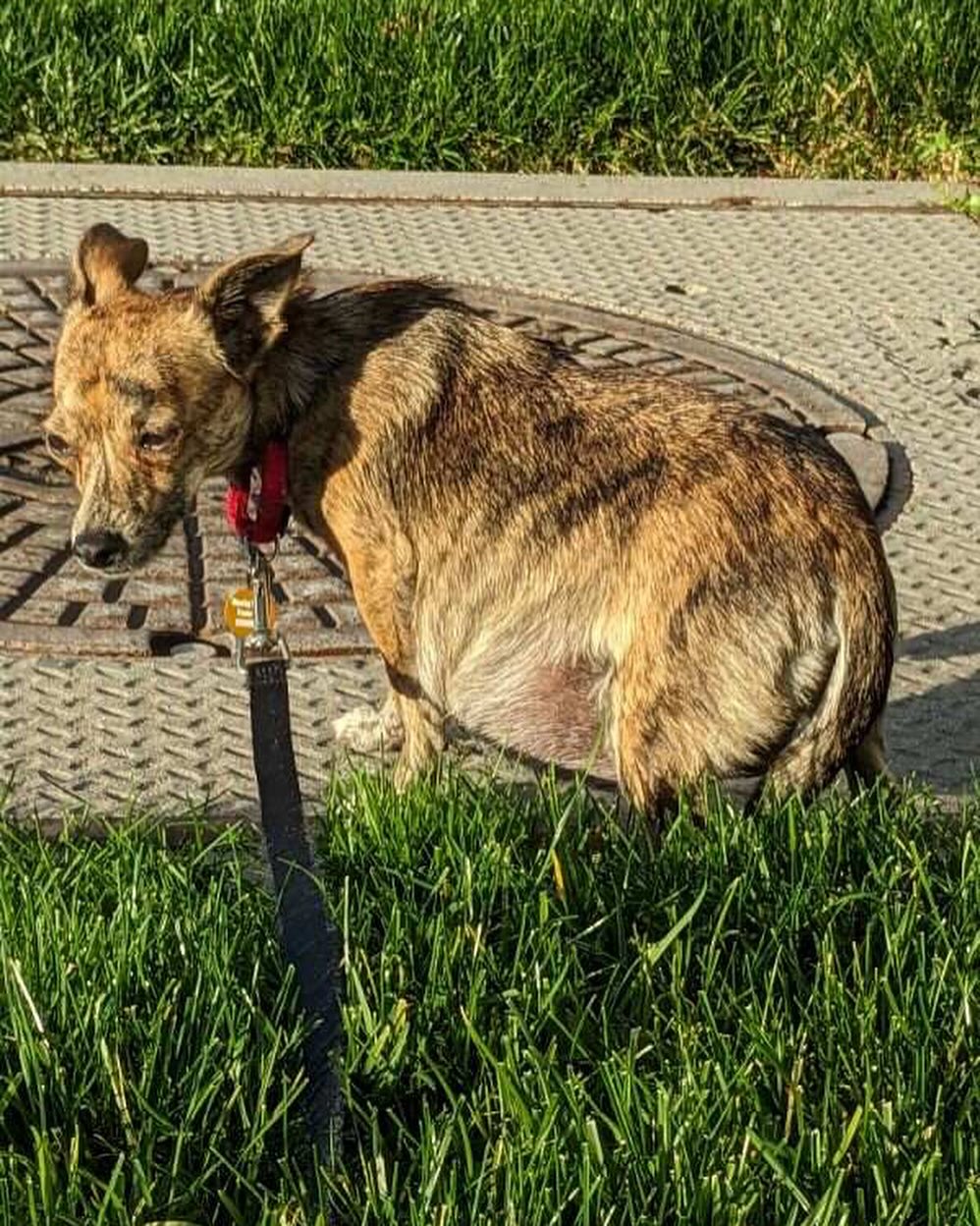 Pregnant brown dog