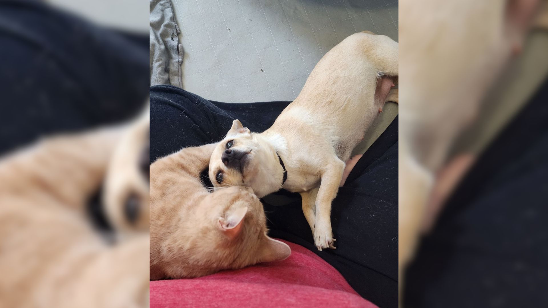 Pregnant Chihuahua Has The Most Unusual Orange Best Friend