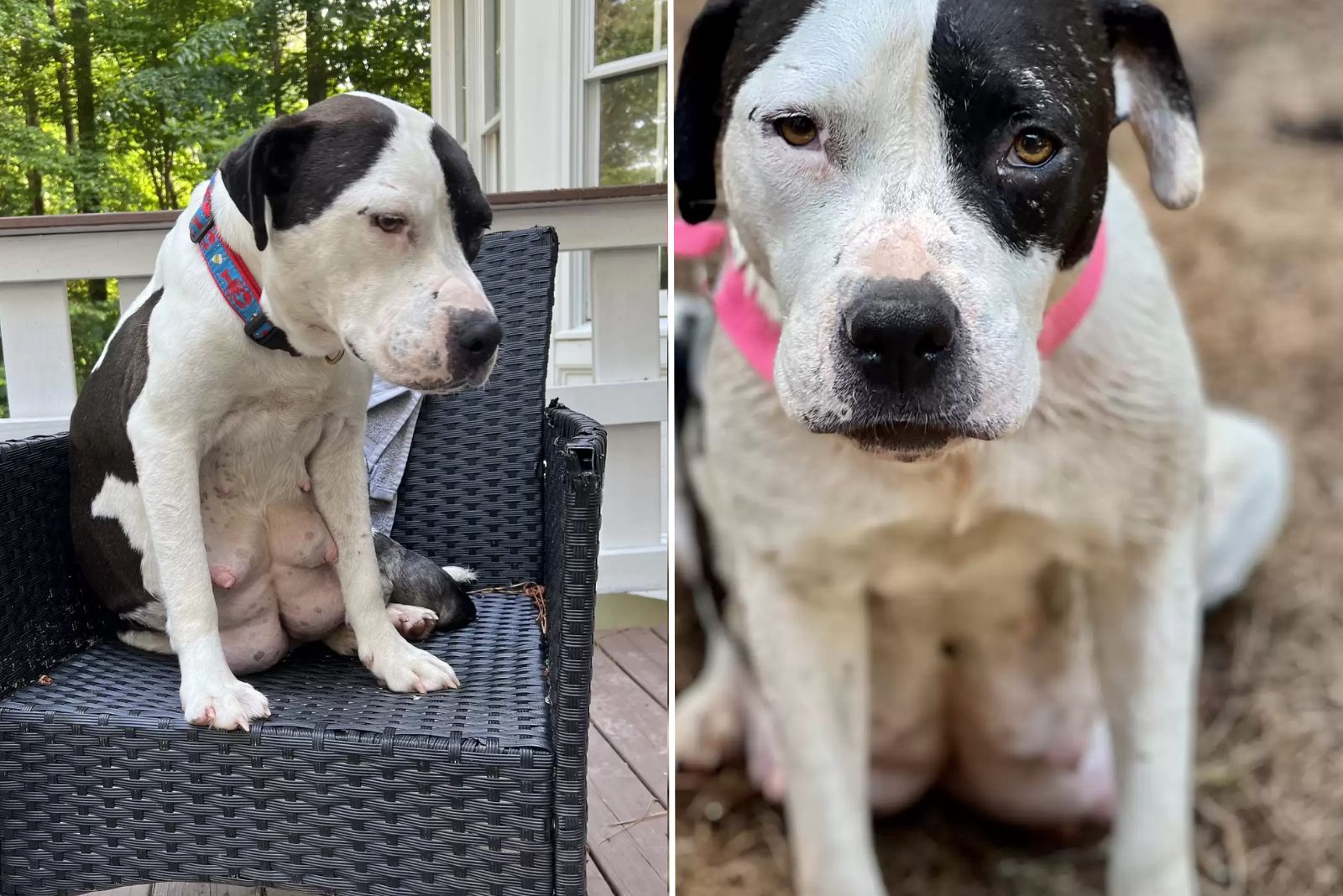 pregnant black and white dog