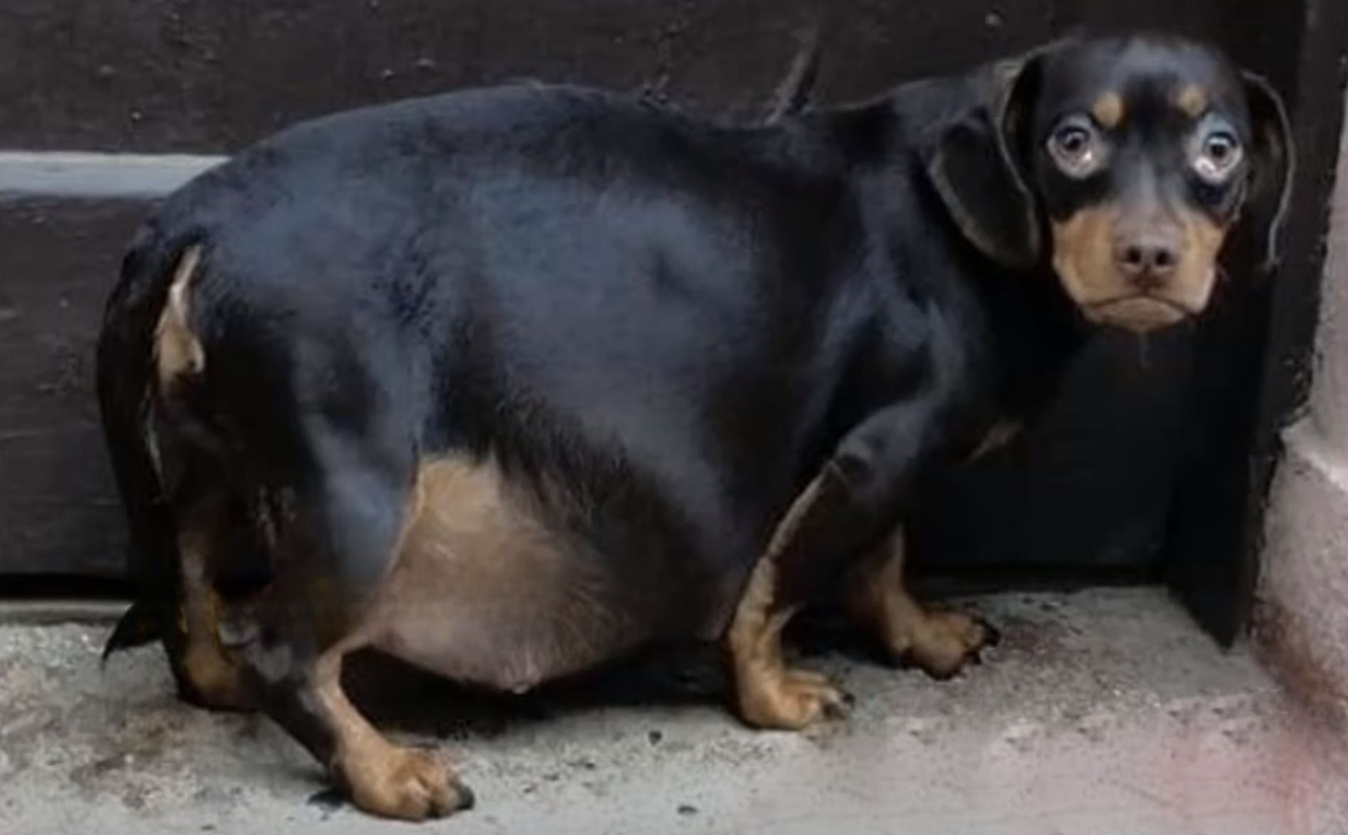 pregnant dog