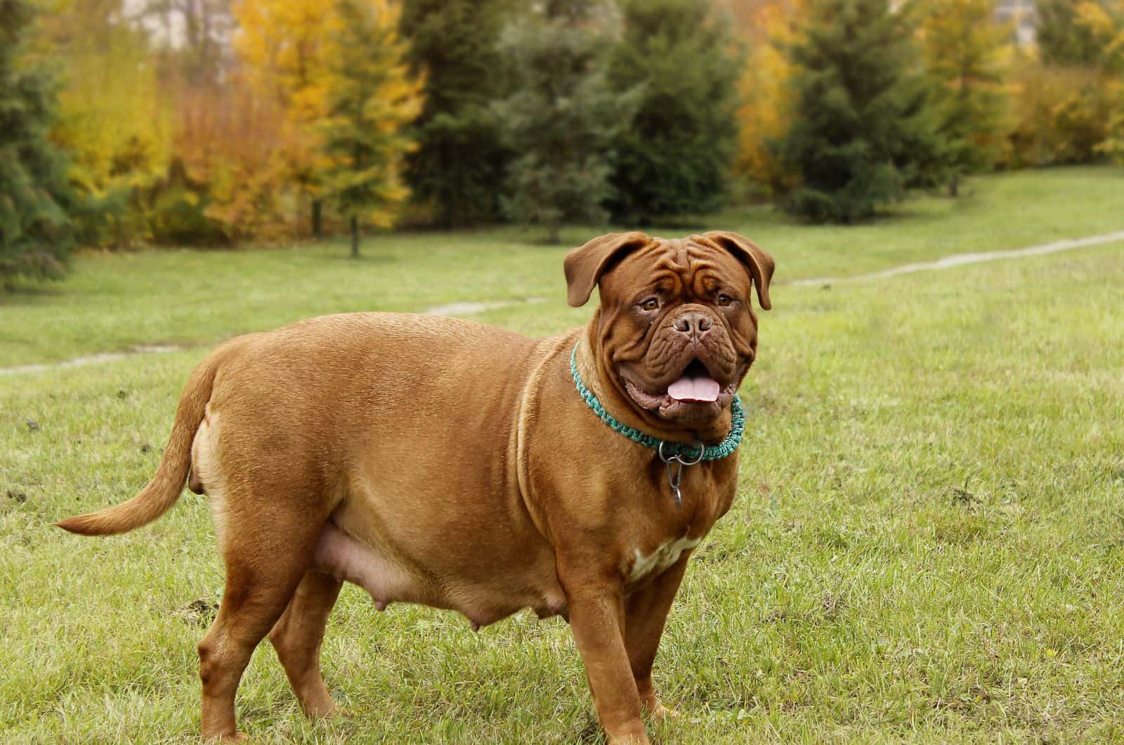 Pregnant dog standing on grass