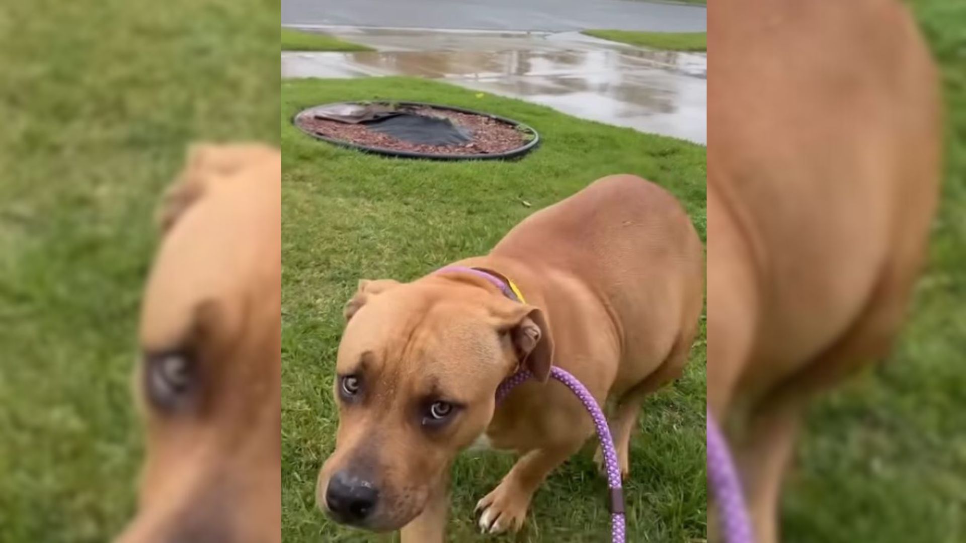 Rescuers Were Shocked To Find A Pregnant Dog Abandoned In The Rainy Weather, So They Went To Help