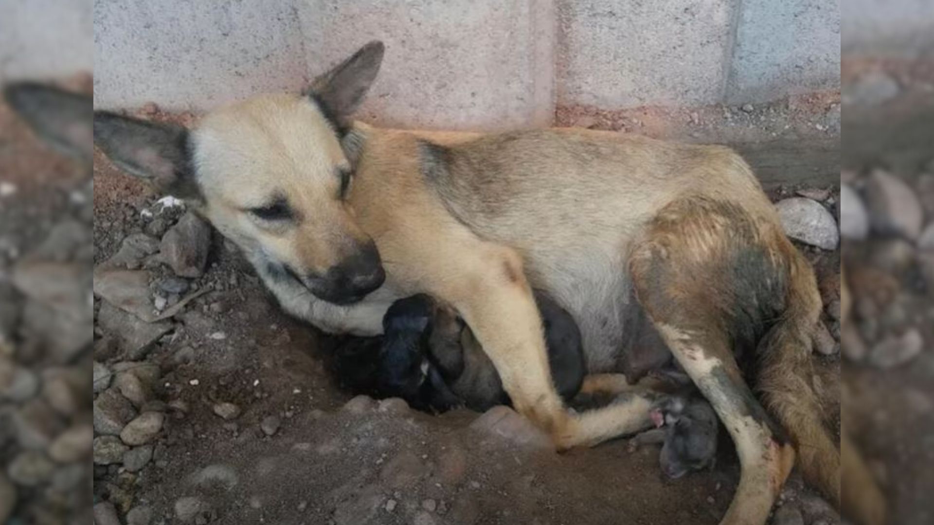 A Pregnant Dog, Abandoned by Her Owner, Was Determined to Do Anything for Her Puppies