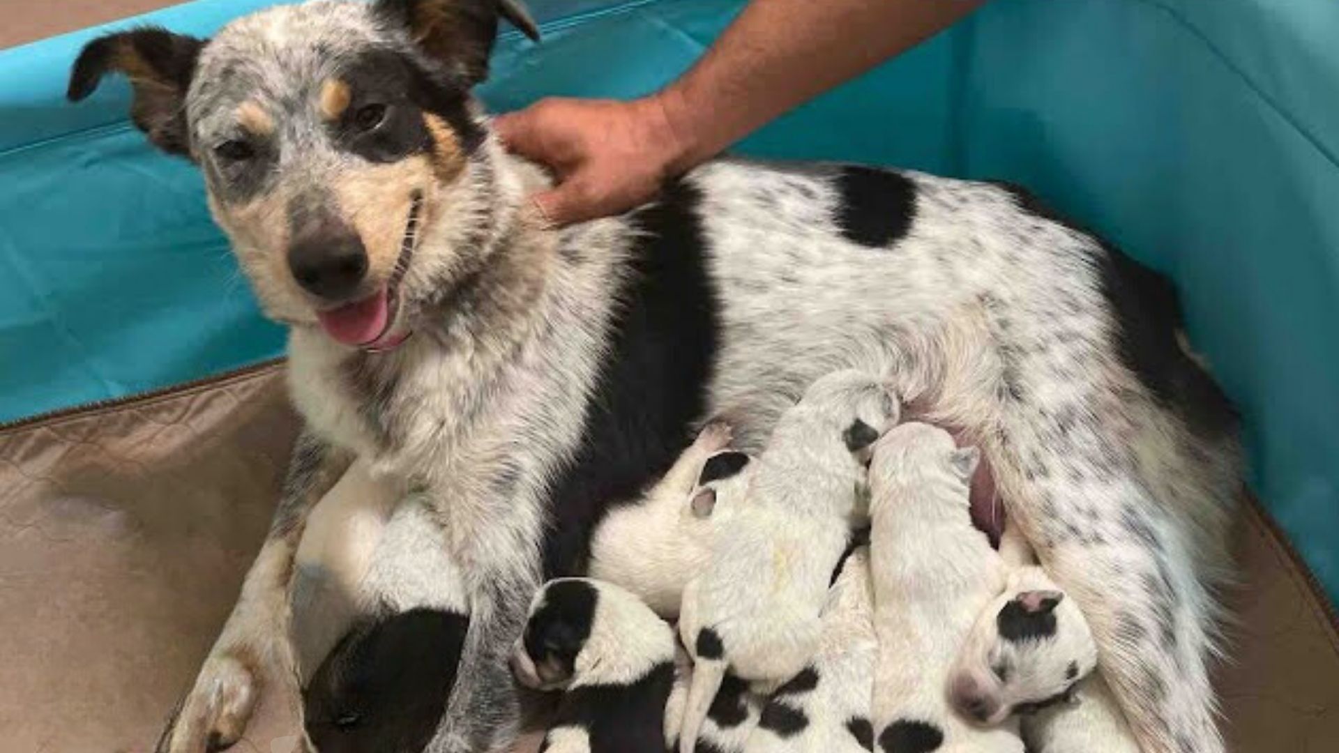 This Dog Had The Sweetest Secret And Her Owners Did Not Know Until The Last Moment