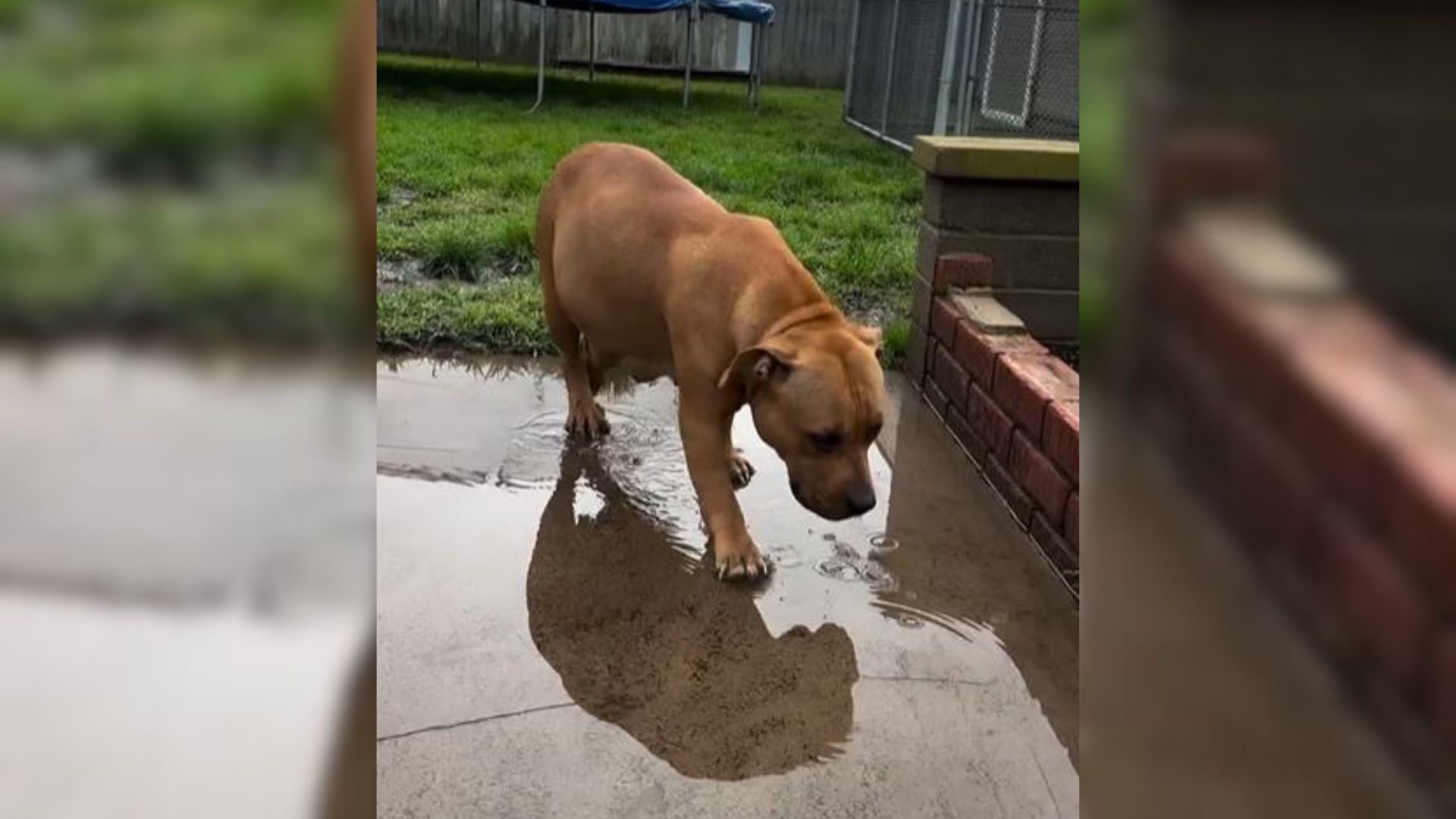 Pregnant Pit Bull Saved 47 Minutes Before Euthanasia, Now She Gets To Live The Best Life