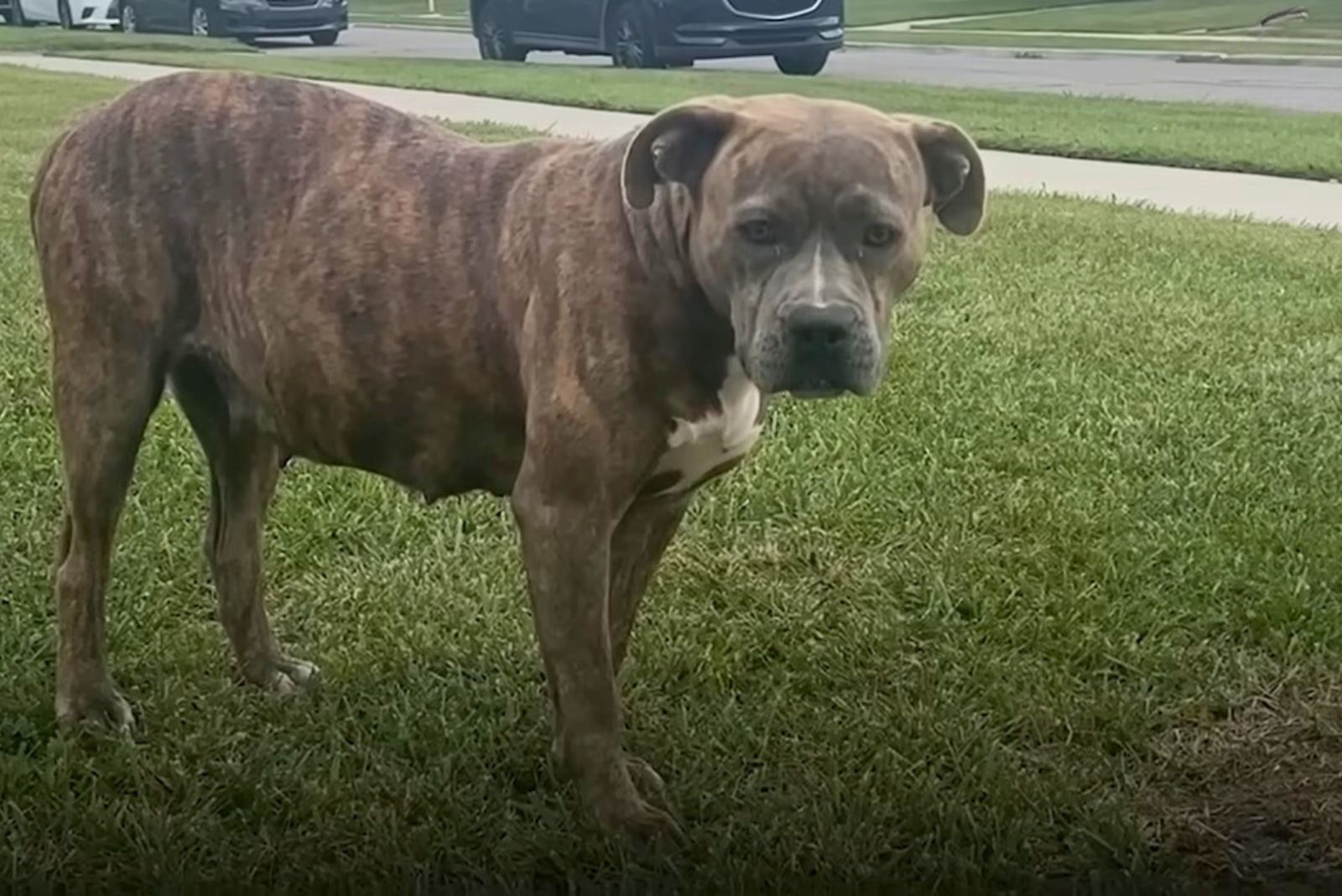 pregnant pitbull standing on grass