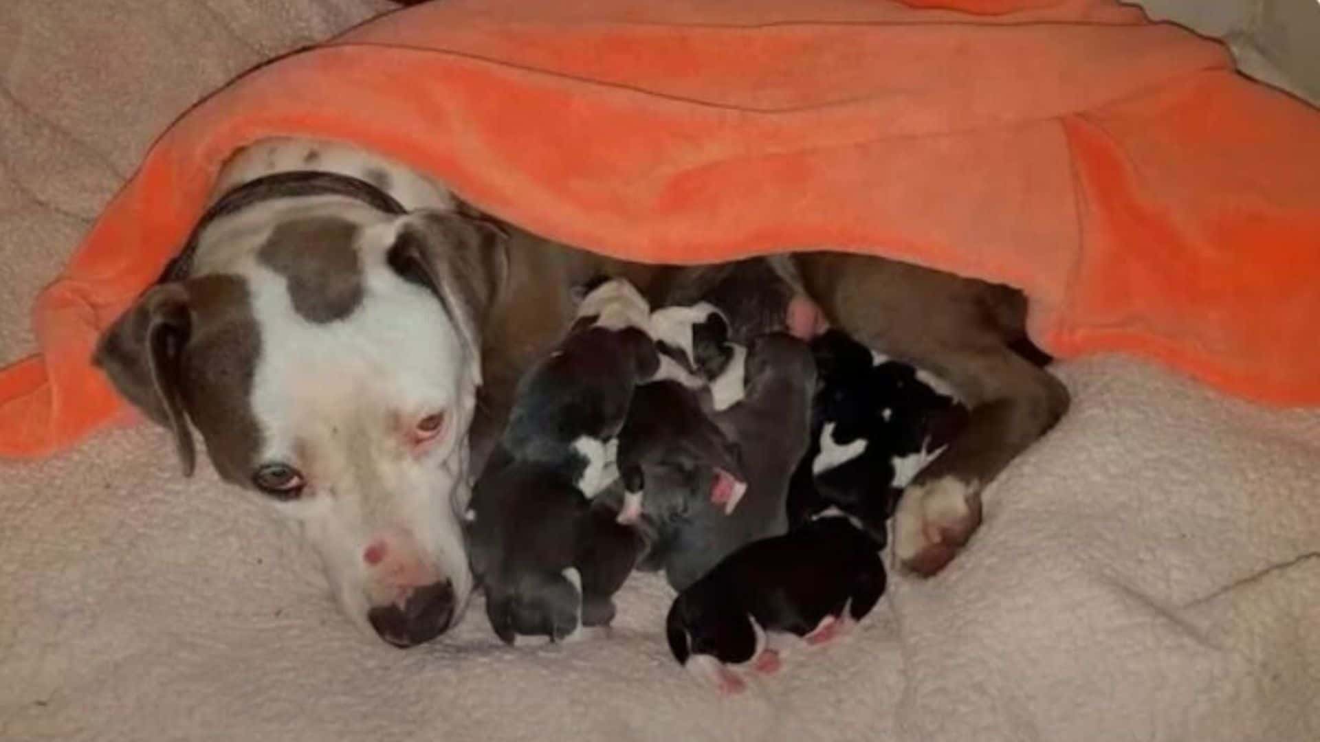 Pregnant Pittie Saved From The Street Gives Birth To A Pawdorable Litter Of Puppies