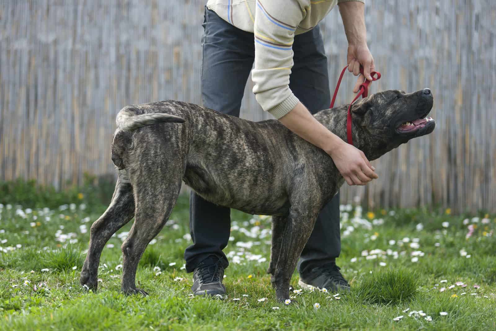 presa canario breeders training dog