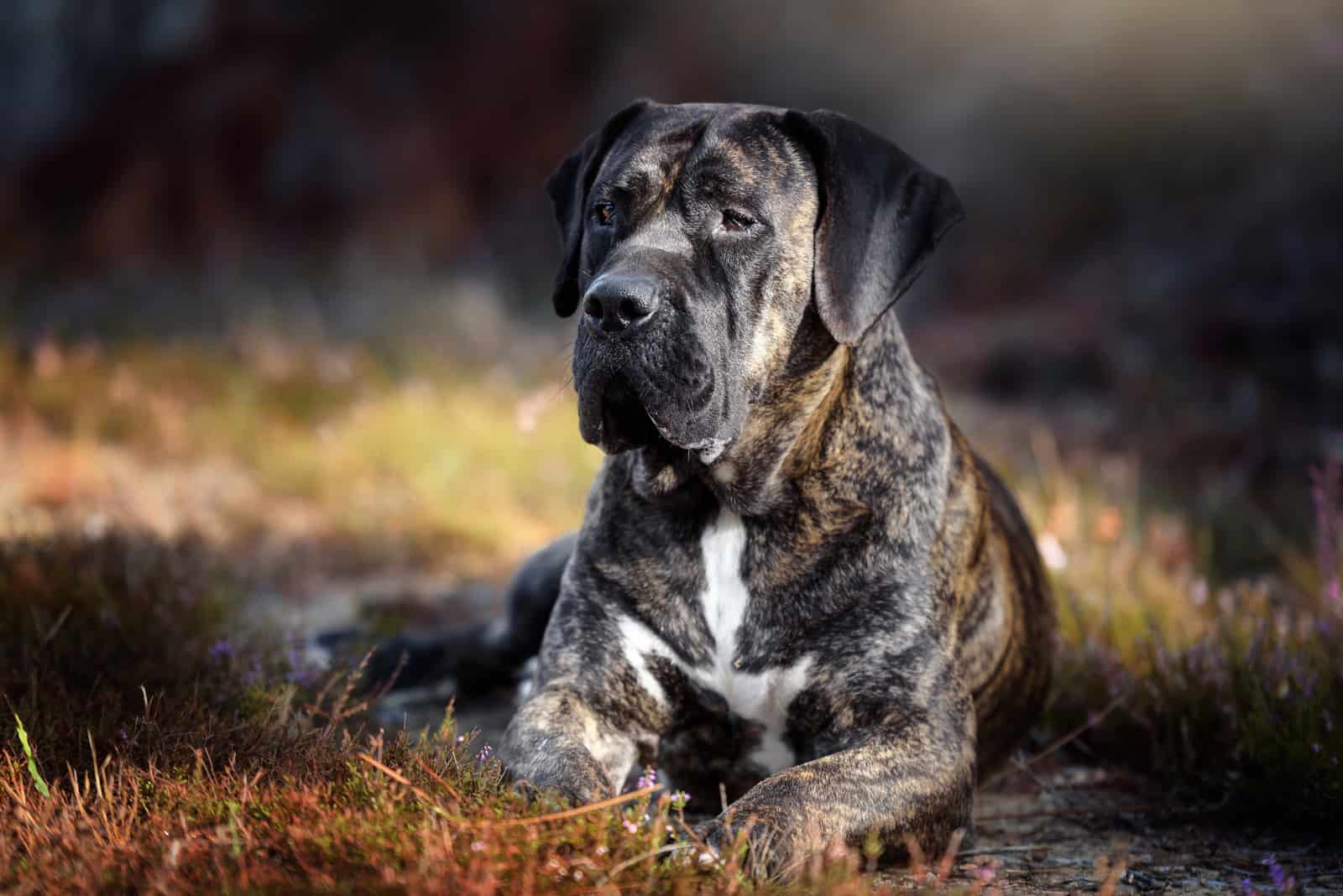 Presa Canario Growth Chart For Big Dog Lovers