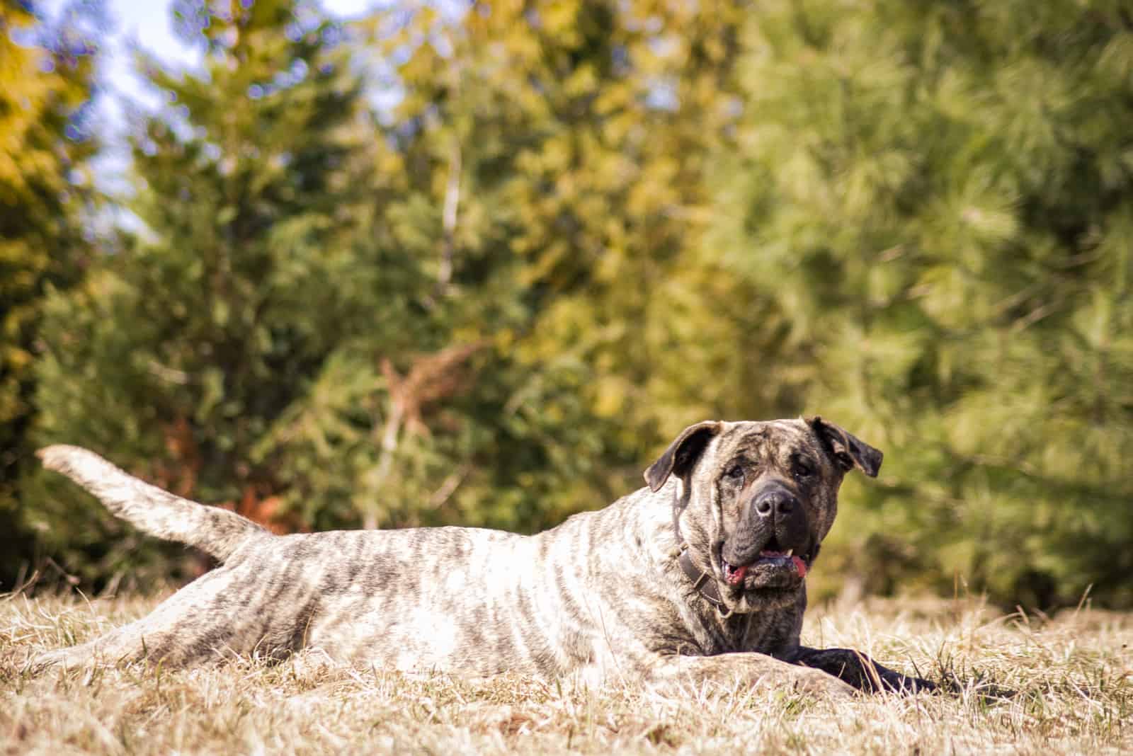 presa canario lying in grass