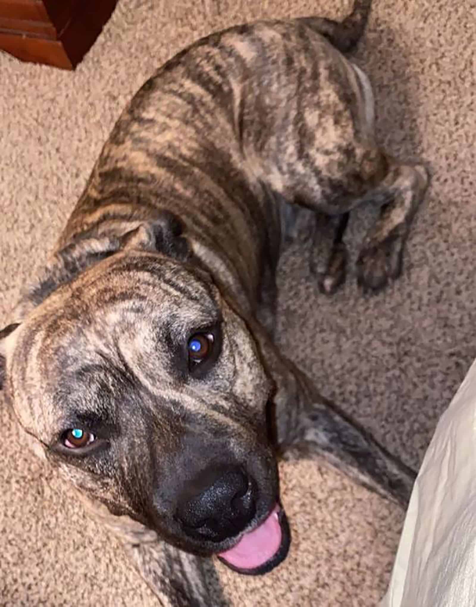 presa canario pitbull dog lying down on the floor