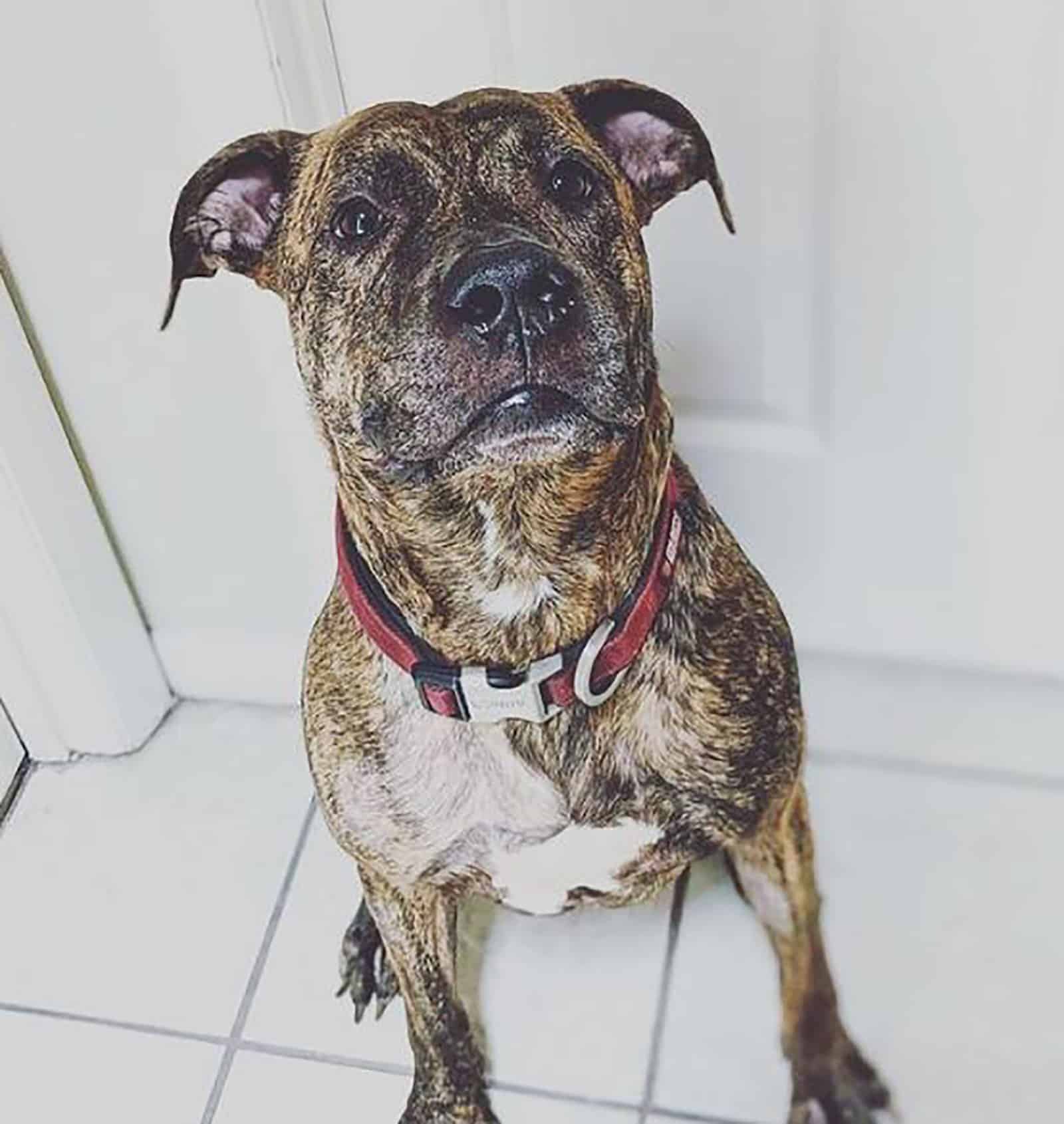 presa canario pitbull mix dog sitting on the floor