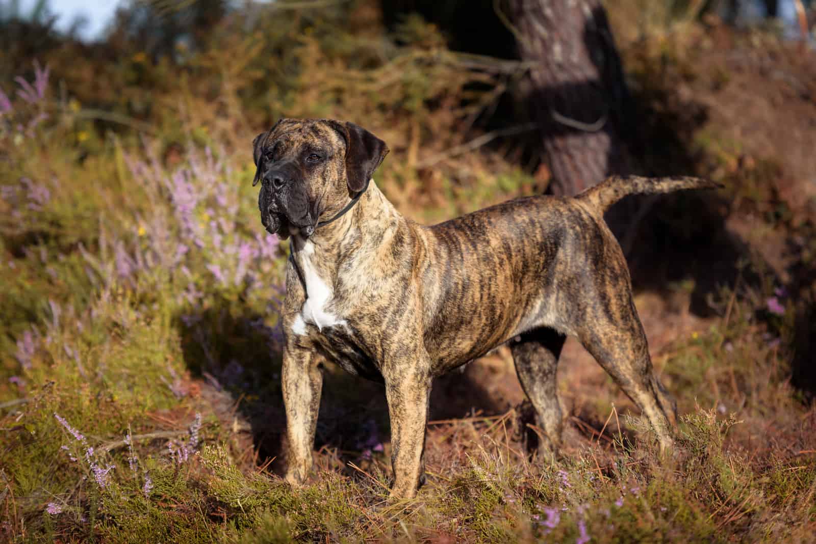 Presa Canario standing outside looking into distance