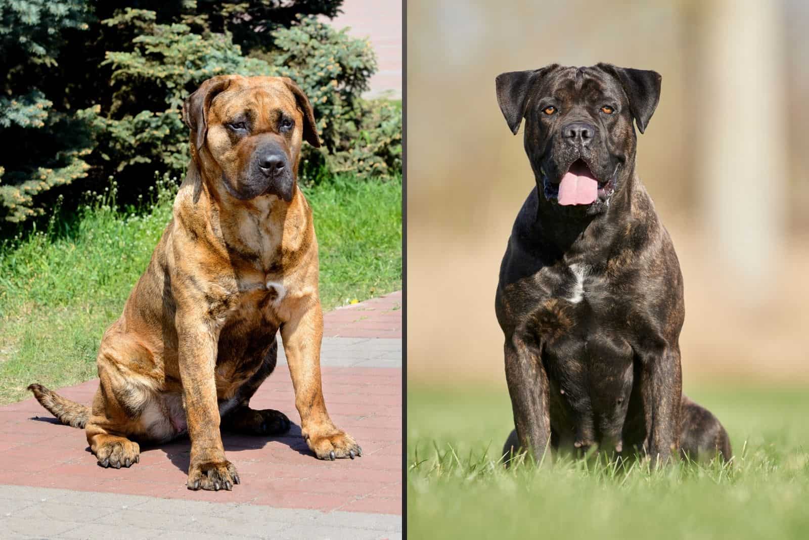 Presa Canario Vs Cane Corso: Similar, But Different?