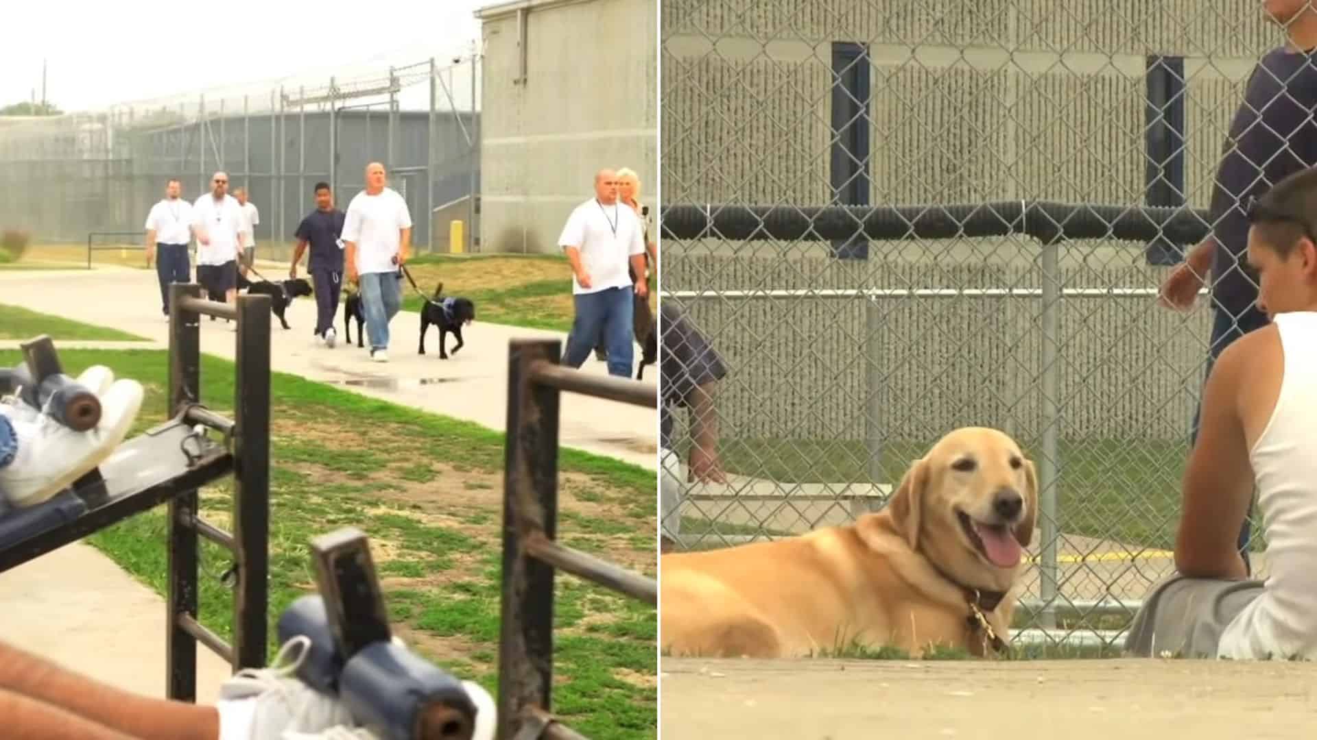 Prisoners Give Back By Training Future Leader Dogs To Assist The Visually Impaired