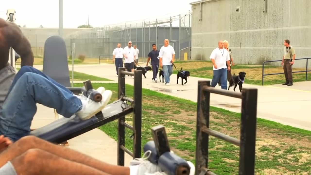 prisoners walking the dogs