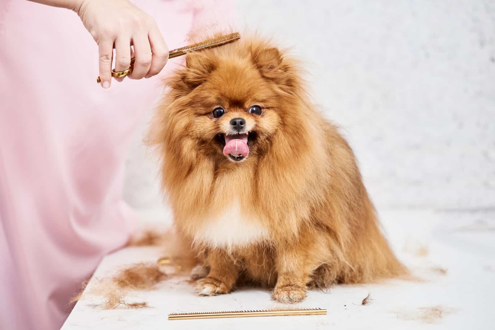 professional groomer combing little pomeranian