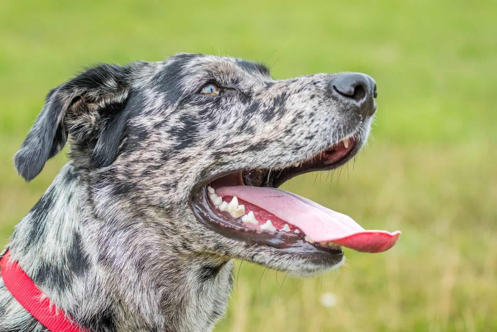 Profile head shot of blue merle grey speckled mongrel mixed breed hound dog