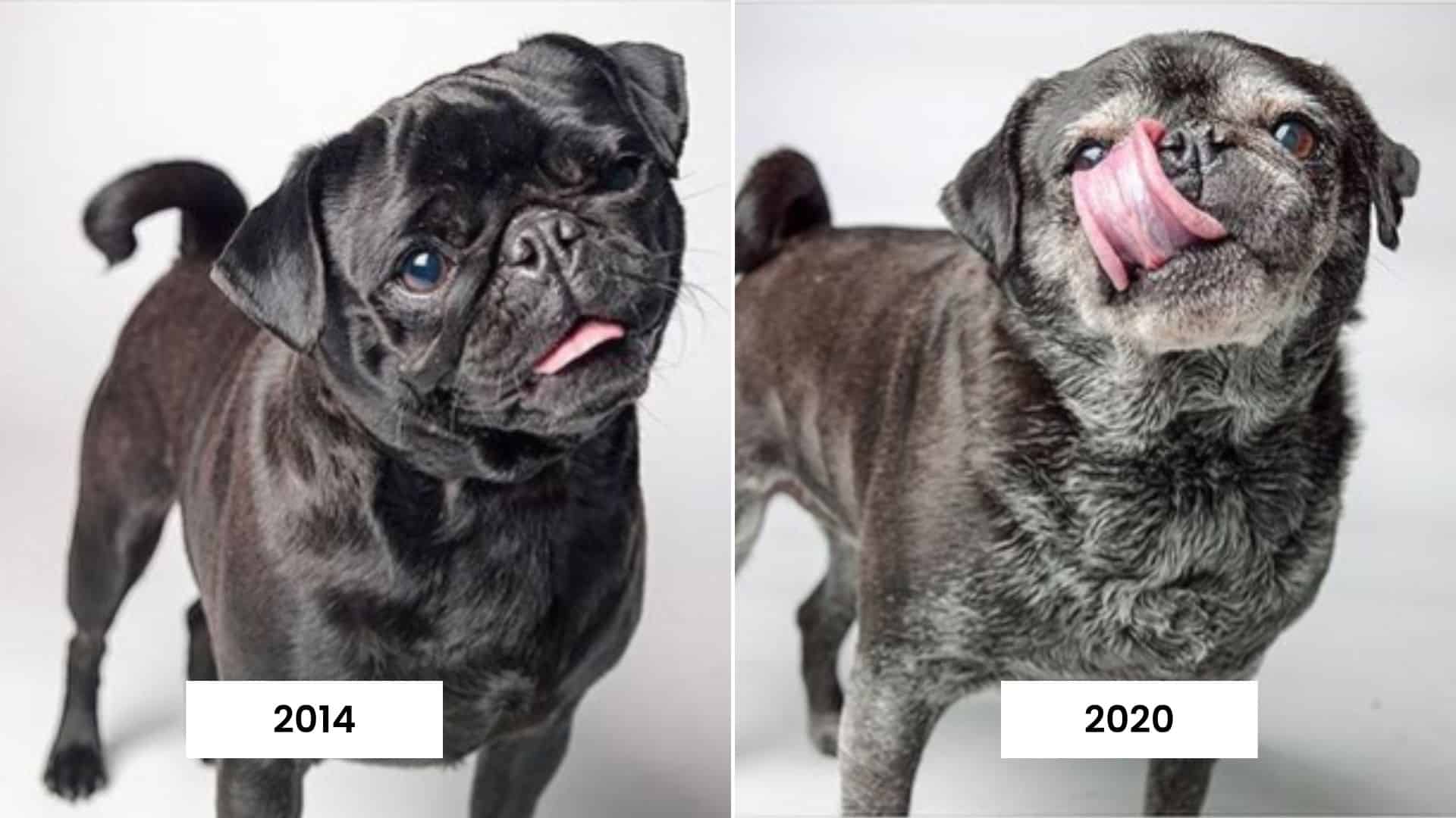 Project “Dog Years” Will Blow Your Mind Away