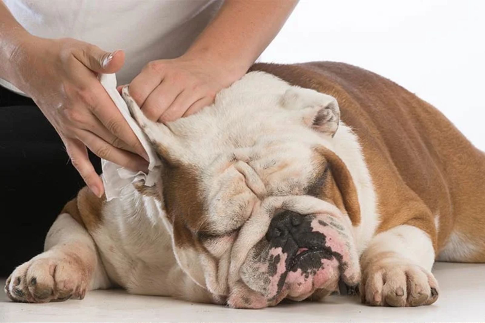 a close up of a person drying the dog's ears