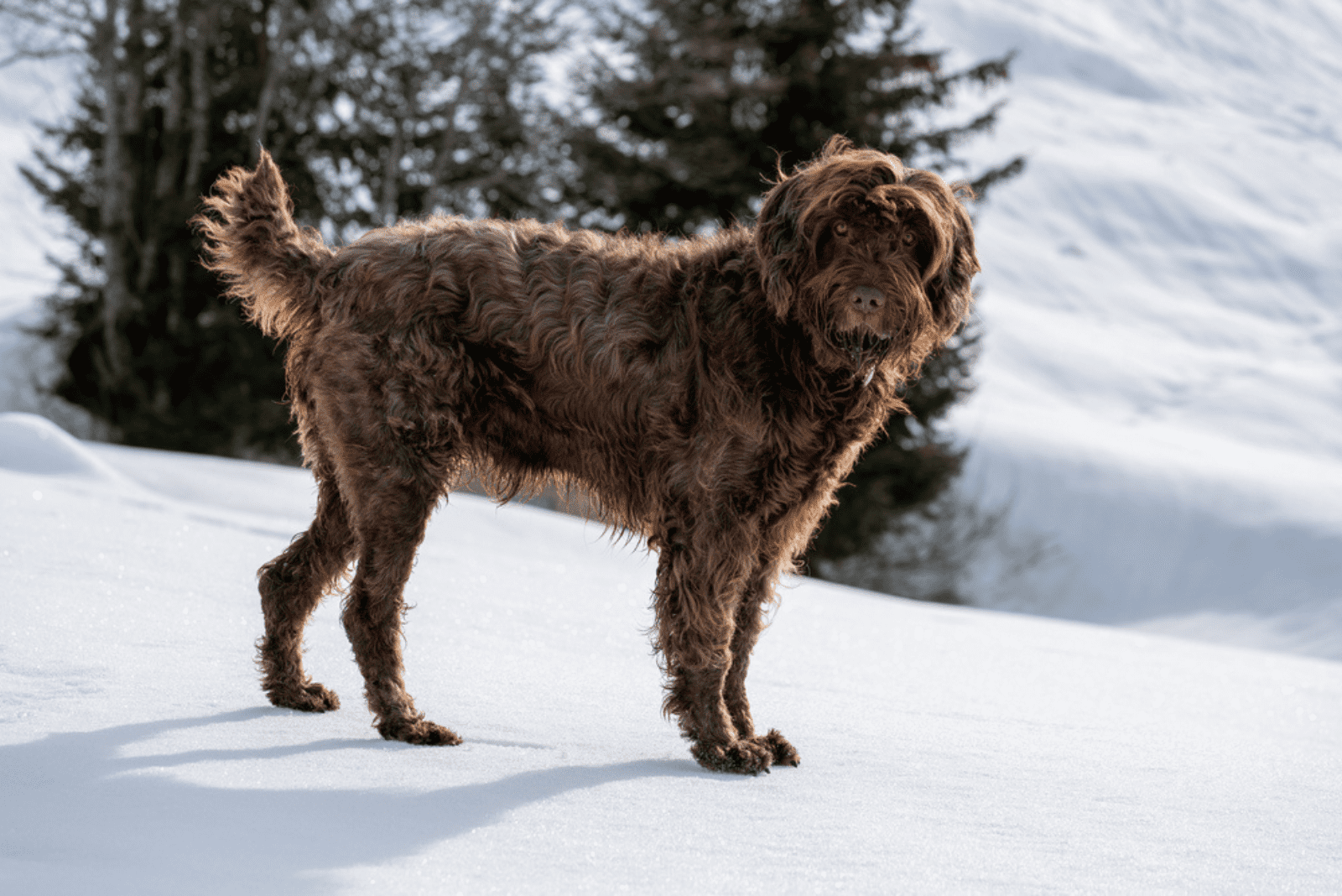 Pudelpointer standing on snow