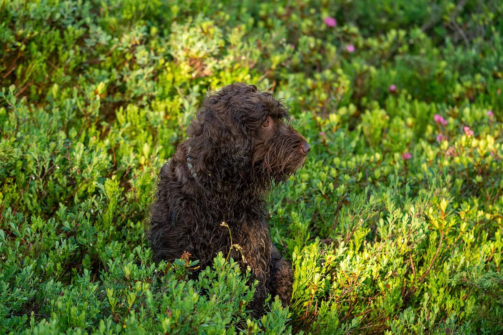 hunting dog pudelpointe