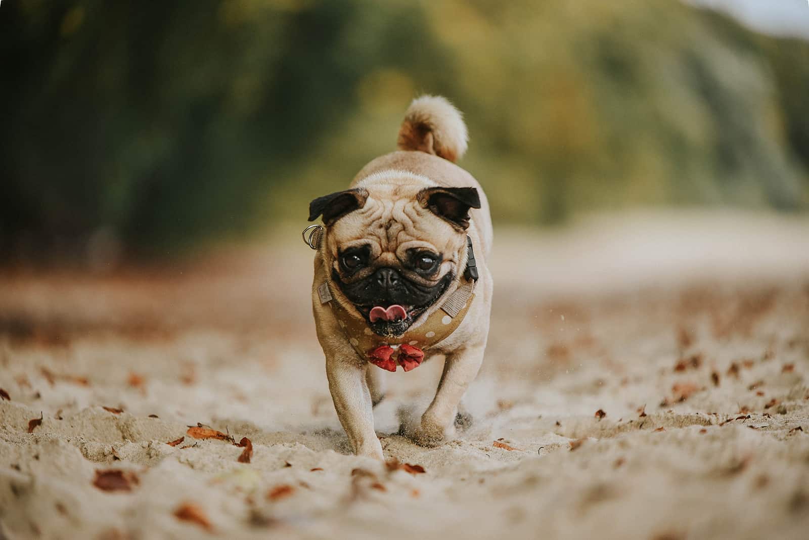 pug dog walking on the beach