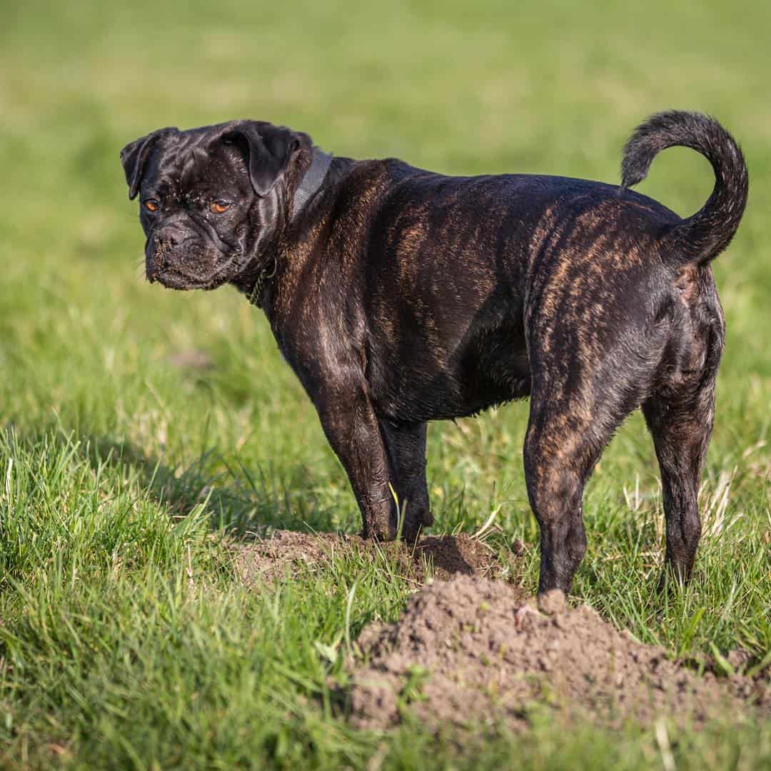 pug american bulldog mix