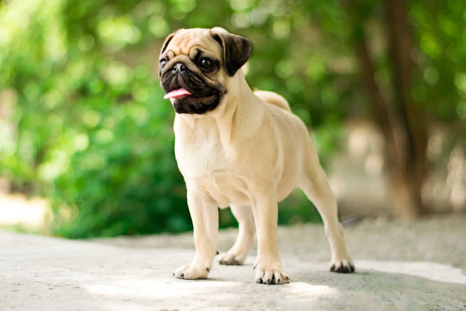 Pug Colors – What Is The Rarest Pug Color Out There?