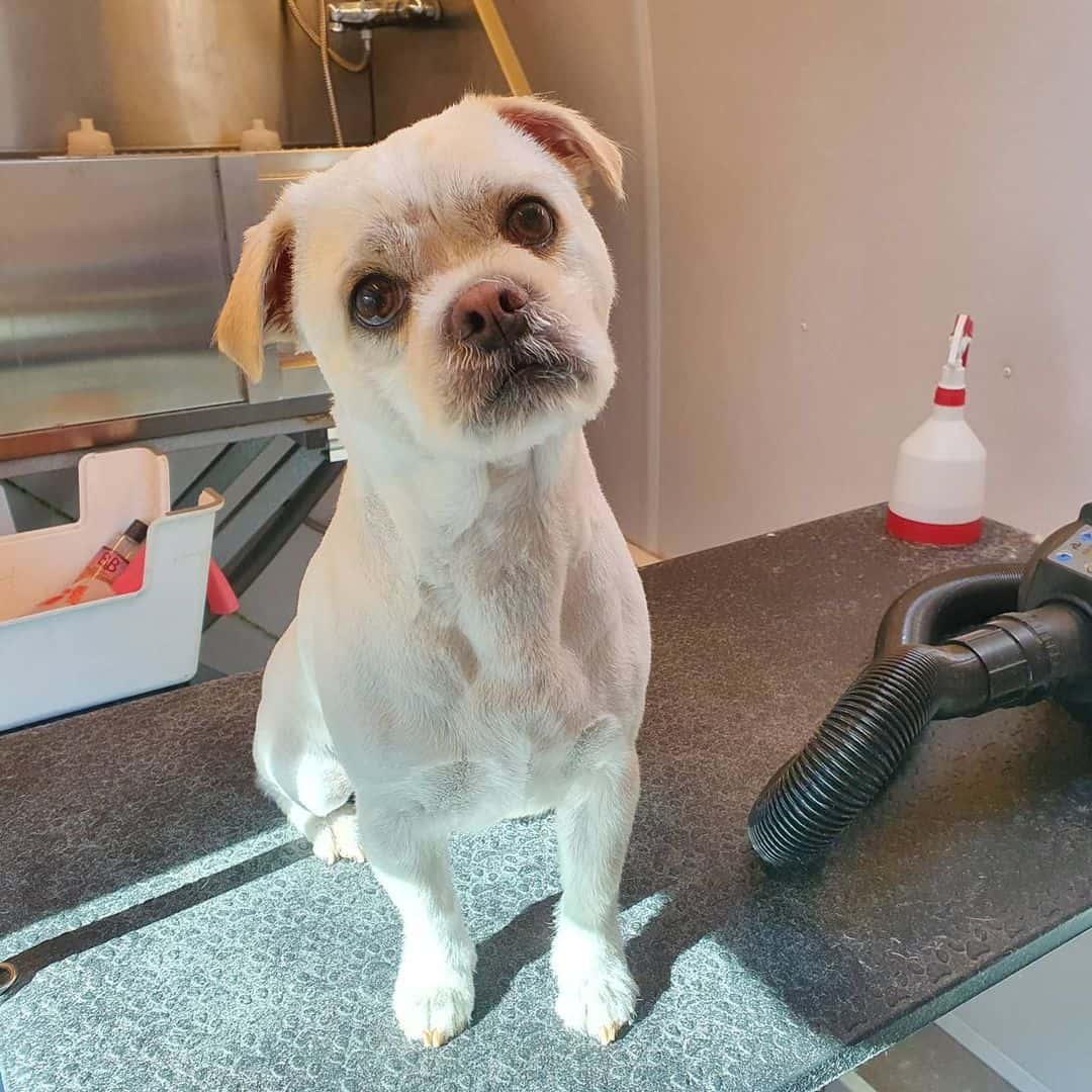 Pug-Coton getting a haircut