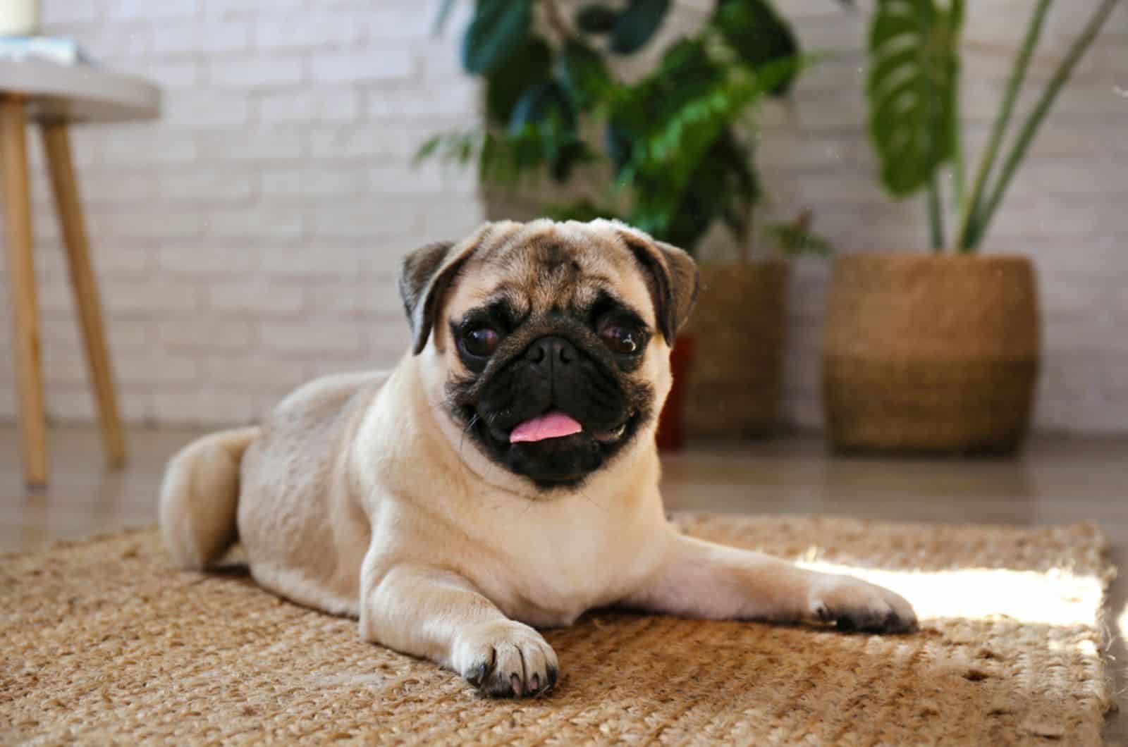 pug dog lying on the floor