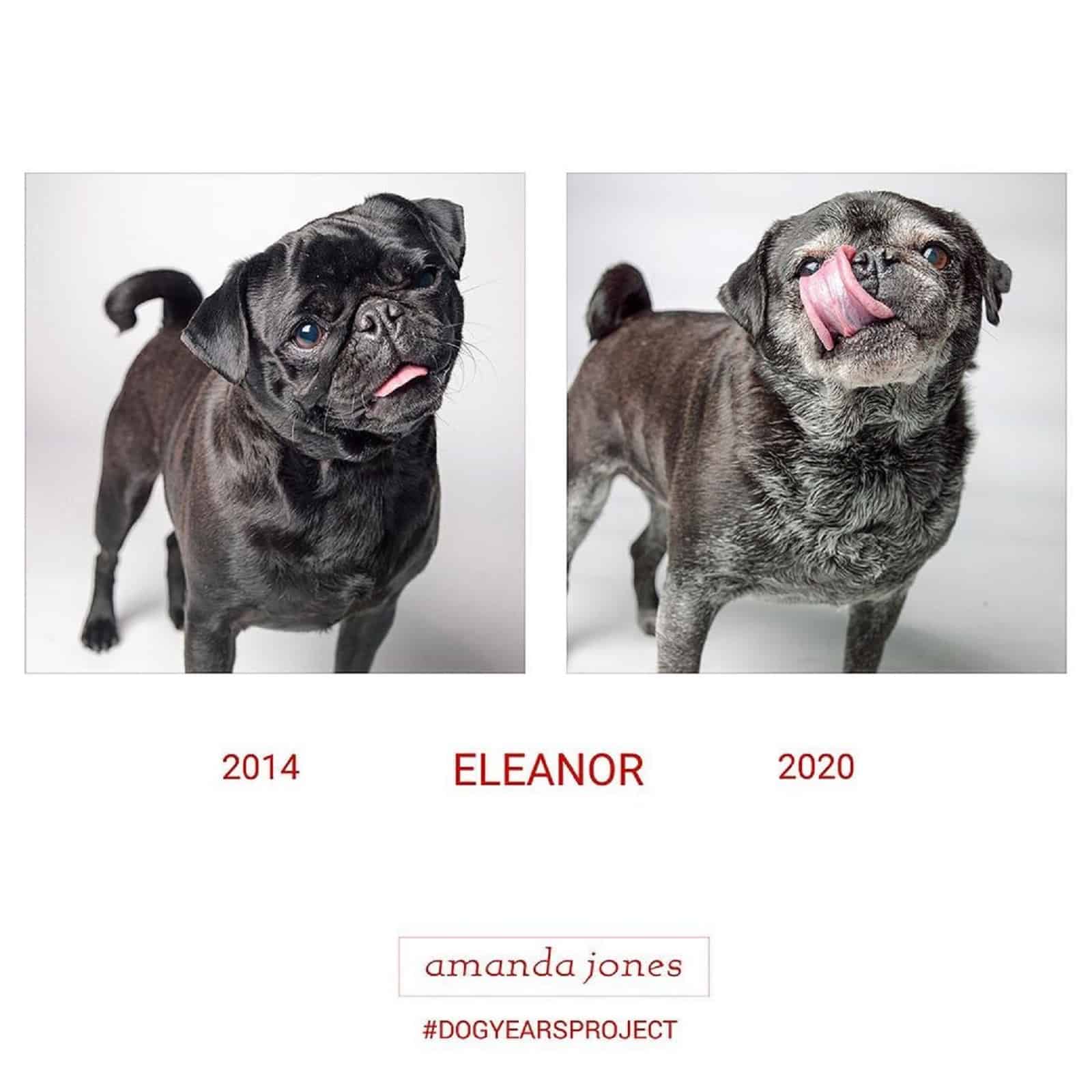 pug dog through years