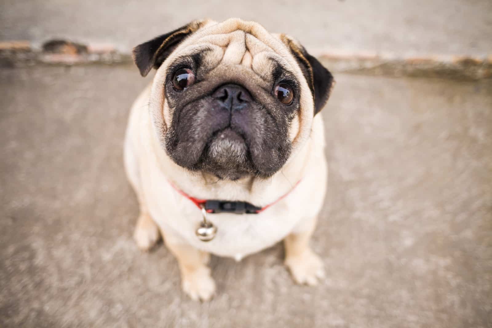 Pug looking up at camera