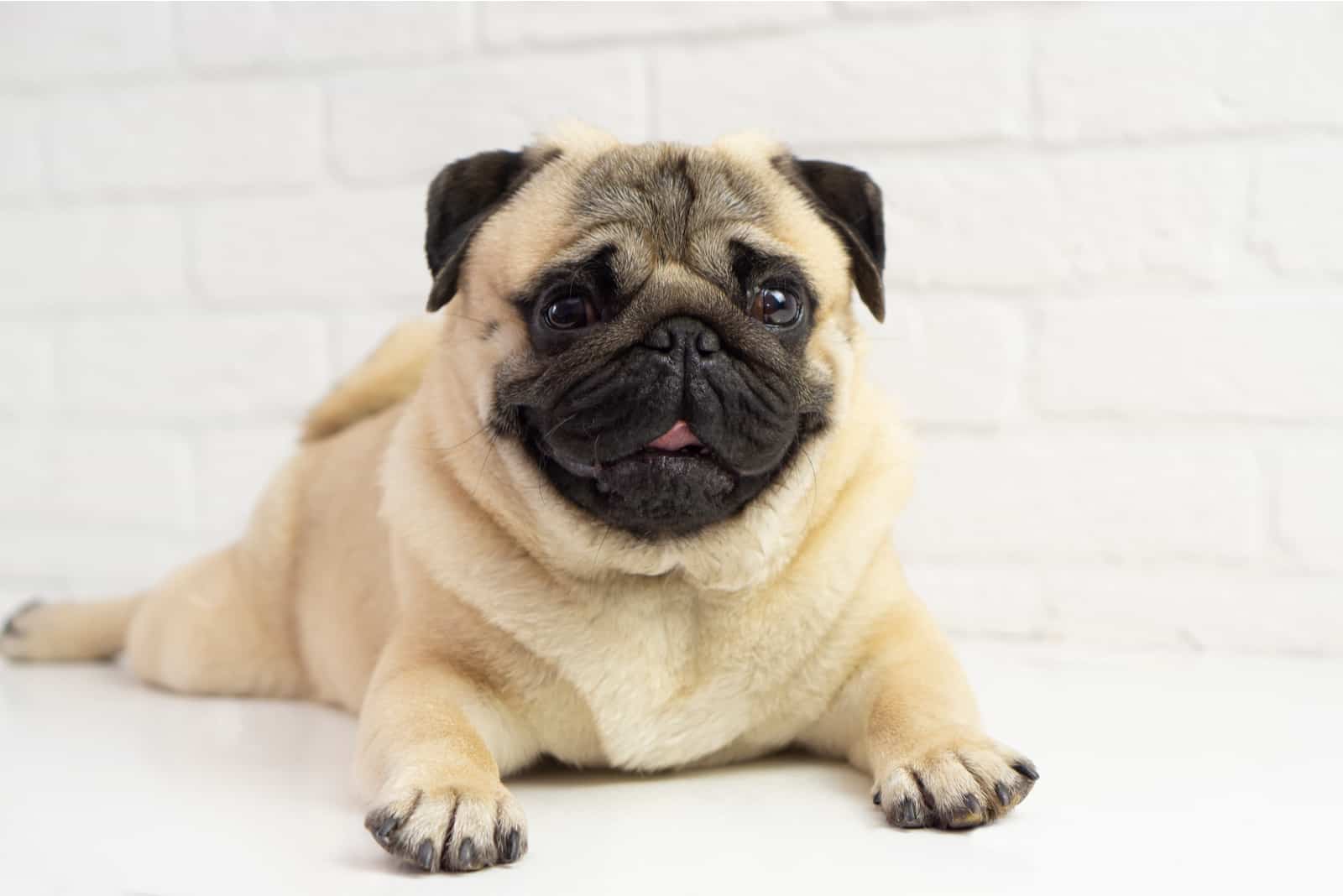 pug lying on white floor