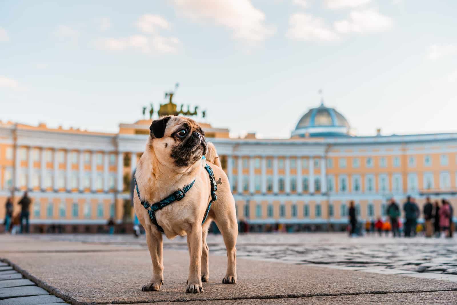 pug on a street