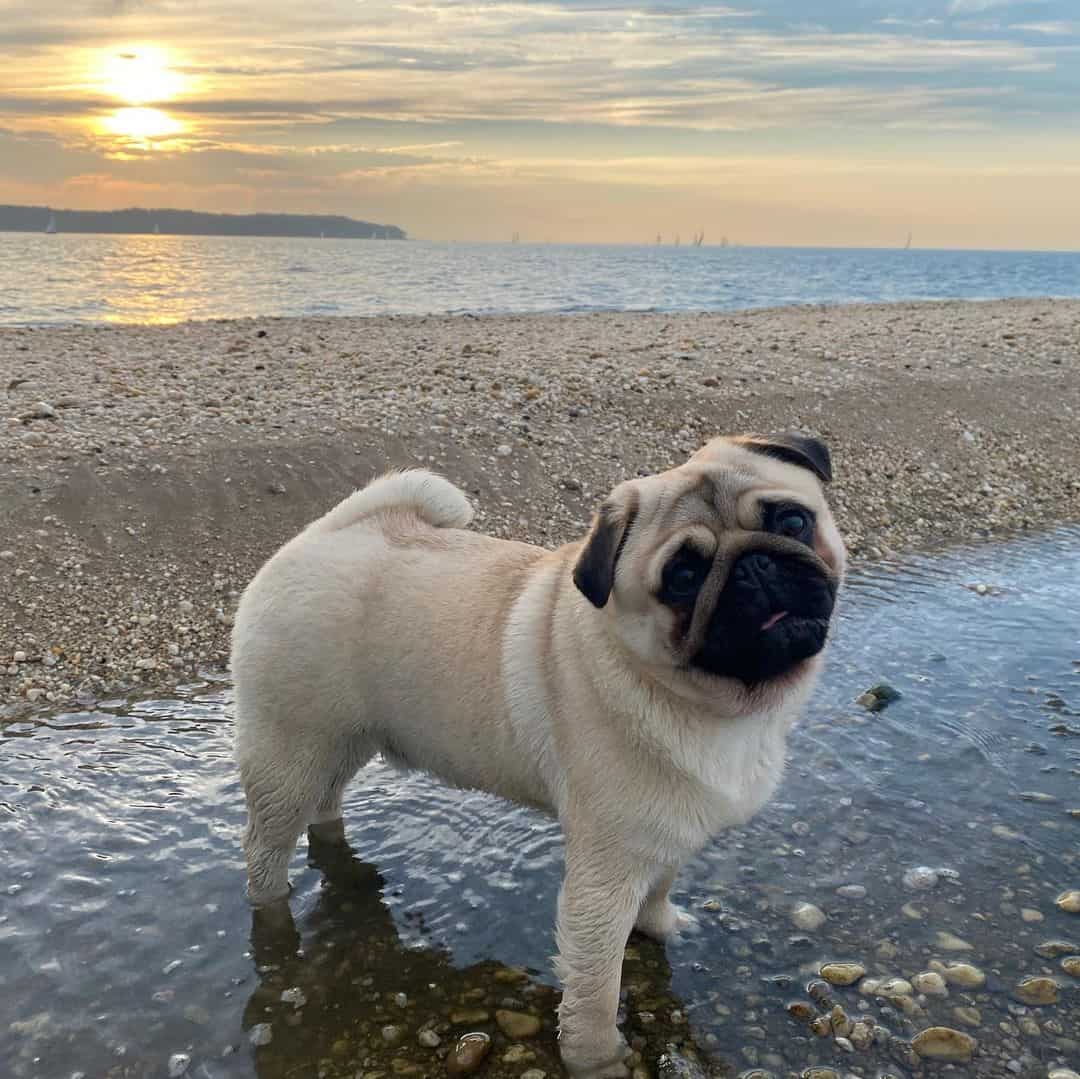 pug on the beach