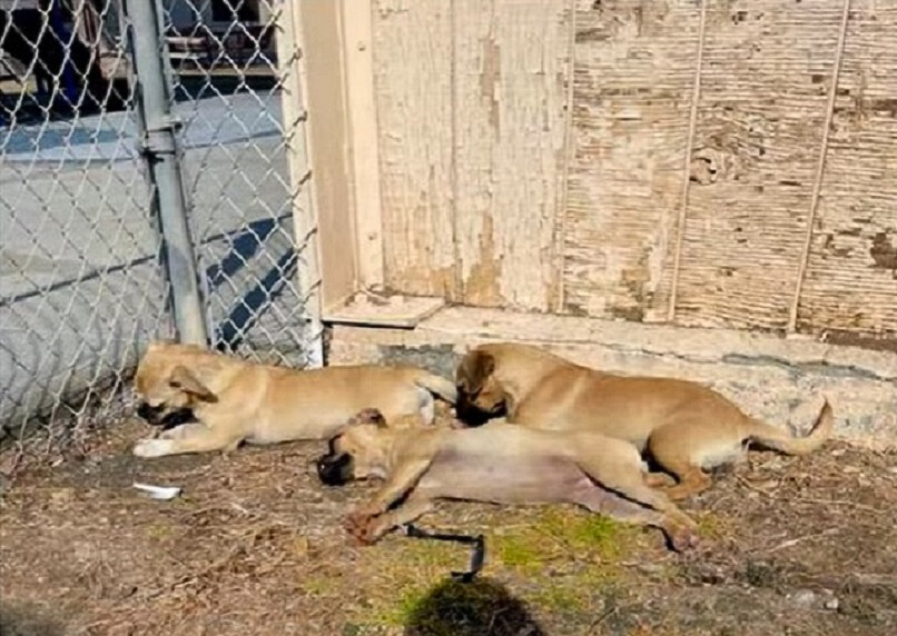 pug puppies sleeping in the cold